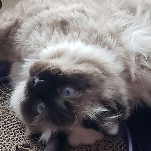 Meet your Posher, Shell